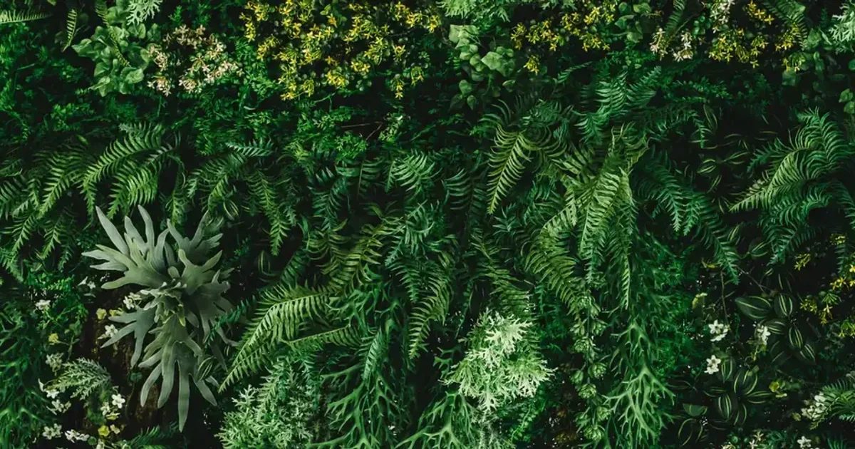 Dense green ferns and foliage with small yellow flowers in a lush garden