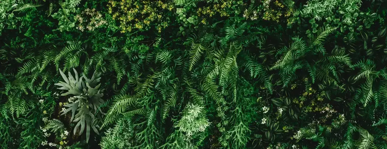 Lush green ferns and foliage with yellow flowers in a dense garden bed